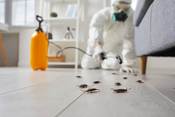 Commercial Rodent Management in Las Flores